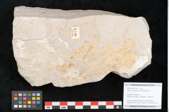 Foto (Objekt + Etikett) von Hypnum sagorianum Ettingshausen (NHMW-GEO-2024-0188-6740)